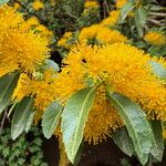 Azara lanceolata Blüte
