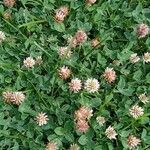 Trifolium fragiferum Συνήθη χαρακτηριστικά