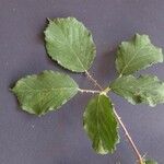 Rubus winteri Blad