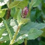 Salvia pratensis Leaf