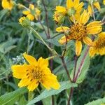 Guizotia abyssinica Flower