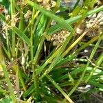 Polypogon monspeliensis Blatt