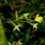 Ludwigia decurrens Other