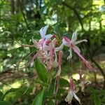 Rhododendron periclymenoidesKvet