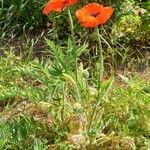 Papaver orientale Habitat