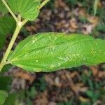 Muntingia calabura Blad