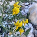 Solanum lycopersicum Flower