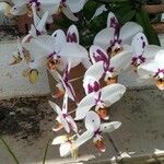 Phalaenopsis spp.Цвят