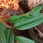 Ixora chinensis पत्ता