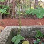 Ophioglossum reticulatum Blad