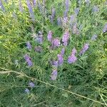 Vicia craccaFlor