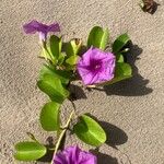 Ipomoea pes-capraeBlüte