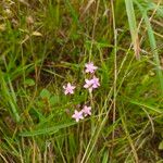 Centaurium erythraea ফুল