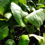 Bergenia crassifolia Blatt