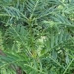 Cephalotaxus fortunei Leaf