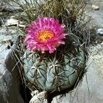 Echinocactus horizonthalonius Hábitos