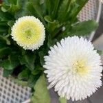 Bellis rotundifolia Flower