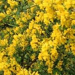 Genista monspessulana Flor