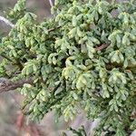 Arceuthobium oxycedri Habit