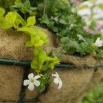 Bacopa repens Кветка