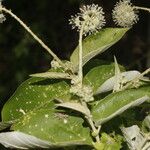 Croton yucatanensis പുഷ്പം