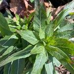 Oenothera parviflora Blad