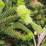 Melaleuca diosmifolia Цвят