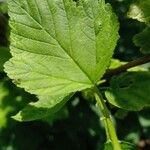 Physocarpus opulifolius Folio