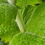 Mentha × villosa Corteza