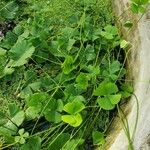 Marsilea quadrifolia Habitus