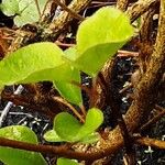 Syringa pubescens Folio