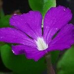 Pinguicula longifolia Flor