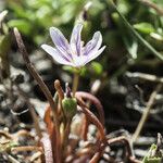 Lewisia pygmaea Hàbitat