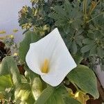 Zantedeschia aethiopicaFlower