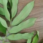 Hylodendron gabunense Hoja