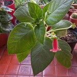 Kohleria amabilis Blad