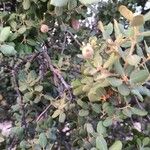 Quercus rotundifoliaFlower