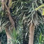 Yucca aloifolia List