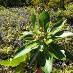 Xanthostemon vieillardii Hábito