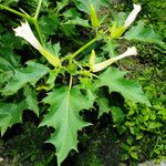 Datura stramonium Blomst