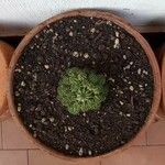Euphorbia susannae Feuille