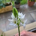 Ornithogalum thyrsoides Květ