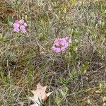 Kalmia polifolia Kvet