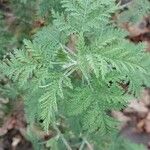 Artemisia annua Blatt