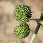 Medicago intertexta Fruto