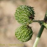 Medicago intertexta Fruit