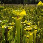 Sarracenia flava Habitatea