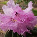 Rhododendron lukiangense Flor