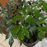 Leea guineensis Leaf