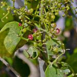 Salvadora persica Fruit